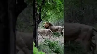 Львица нападает на льва &mdash; неожиданная атака!#liomessi#lion #shortsfeed #animals #amazingshorts