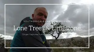 Lone Tree & Limestone | Photography Exploration at Southerscales Nature Reserve.
