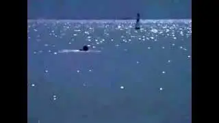 LO SQUALO (1975) - La Prima Vittima -
