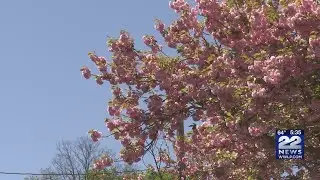 Northampton residents oppose decision to cut down cherry trees along Warfield Place