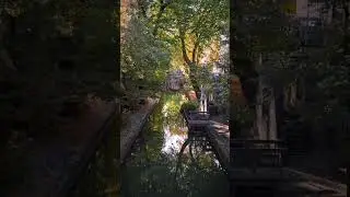Among trees 🌲🌴🎄 #YouTube #youtubeshorts #ytshorts #Relaxing