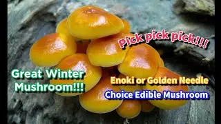 Picking Wild Enoki Mushroom! Great Edible! Come to have fun with me!