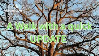 A Walk and an Update | Nature Diary | Wildlife Photography