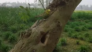 Amazing Bird Trap | Creative Man Make Bird Trap Using Natural Tools.