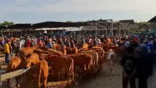 Calon Indukan Super‼️Harga pedet betina || Pasar sapi Guyangan Nganjuk ||