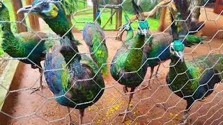 Green peafowl ( Pavo Muticus Imperator)