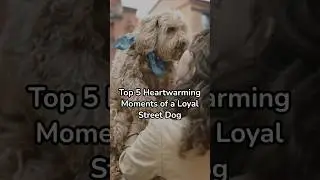 top 5 heartwarming moments of a loyal street dog 🐶 #streetdog #doglife