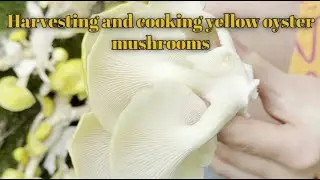 Wild Golden Oyster Mushrooms: Forage, Clean & Saut&eacute; in Minutes! (Beginner Friendly)