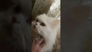 Deaf Kitty Compilation Pt II