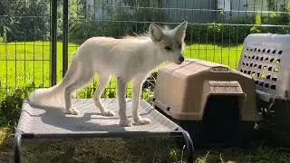 More fur farm rescues!