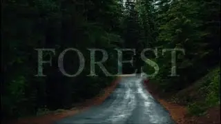 FOREST B-ROLL | CINEMATIC SHORT FILM | NATURE B ROLL