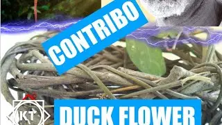 JAMAICAN CONTRIBO A DR. SEBI APPROVED