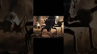 Giant Bug Wars XL &ndash; Grasshopper 🦗 vs Beetle 🪲 Showdown!