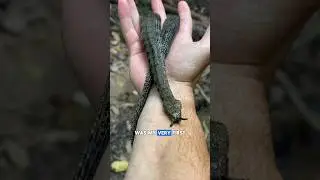 Я нашёл змею со щупальцами!🐍😳#шорты