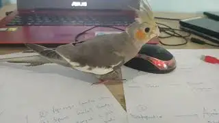 BURUNG PARKIT PINTAR DAN CERDAS
