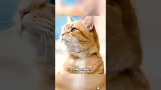 A Little Orange Cat Changed a Homeless Man&rsquo;s Entire Life 🌟🐱#shorts #movieclips