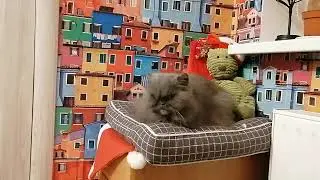 The cat is resting