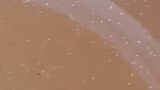 Quality Brine shrimp eggs/ Indian artemia cyst 80-90% hatching