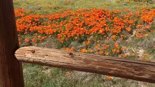 Kalifornischer Mohn: Bl&uuml;hende Schatzkammer der W&uuml;ste mit starker Wirkung