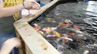 Koi Mania