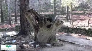 SAN CERBONE
