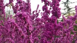 Oklahoma redbud tree at Nagar Fort.