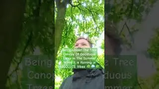 Being Under The Tree Canopy Of Deciduous Trees in The Summer When it is Raining is ABSOLUTE Vibes