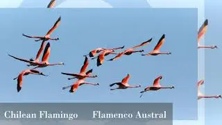 Birds of Patagonia - in the far south of South America we find some rare and endemic species