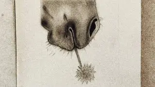 How to draw a Animal | drawing donkey's head |m | step by step for beginners