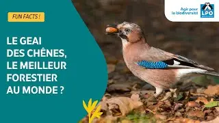 Le Geai des ch&ecirc;nes, le meilleur forestier au monde ? - #funfacts