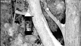 Berea Bird Cam