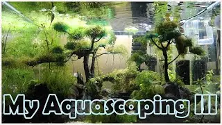 Aquascaping [Part 3] Blue Dream & Blue Velvet Dwarf Shrimps, Pinocchio Shrimp and Otocinclus Catfish