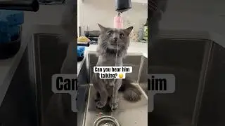 This Cat Has a Lot to Say #Cats #Funny #Shorts