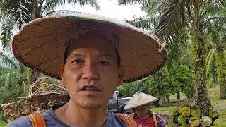 Punggut Hasil Kebun Lagi‼️