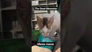 Whiskers of Wonder || Cat 😺 || Meow 🐈 #shorts #trending #cat #meow #music #HI(Human Intelligence)