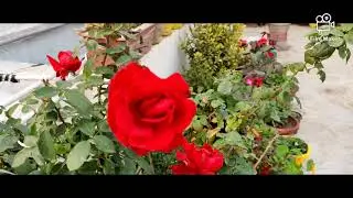 ROSE COLLECTION 🌹😍