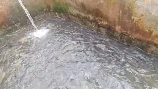 Rainbow trout grading process