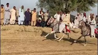 Lakhpati Horse Sardar Dada Muhammad Halepoto