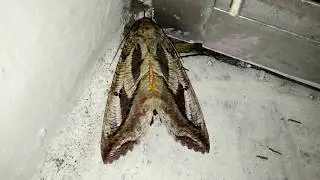 Eudocima Materna Moth Visiting My Home Shiv Leela Ambernath Maharashtra India