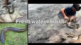 Catching fresh water eel fish with hook | simang river | siang | Arunachal Pradesh