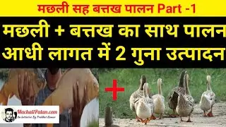 मछली सह बत्तख पालन part -1 || मछली के साथ बत्तख पालने के 10 फायदे | prabhat kumar - fisheries expert
