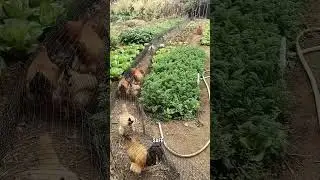Chicken Tunnel Coob Business Idea l #shorts #usa #usabusiness #usashorts #usatoday #business #us #uk