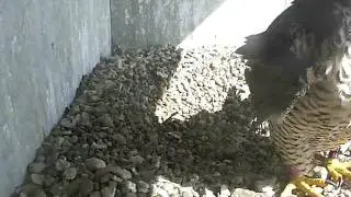 2011 Topeka Falcon Cam-March 22, 2011 @ 1631 hrs EST.