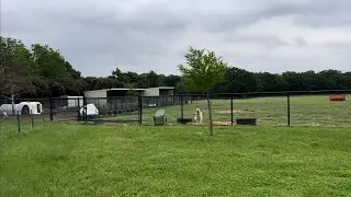 4/25/2024 evening Farm chores - feeding baby goats, livestock dogs and chickens!