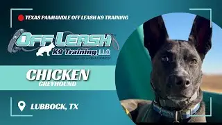 Chicken, 1yo Mixed Breed, 2 Week Basic Board and Train, Lubbock Off Leash K9 Training