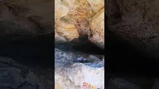MICRO JUNGLE EXPLORER*(MICRO CAVE-251)