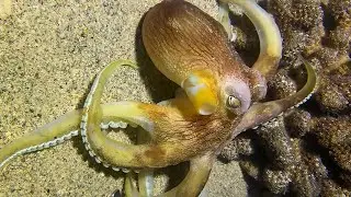 Live Stream 🟢 &ndash;Underwater Adventure - What Surprise Awaits？ #diving #fishing #seafood #shorts