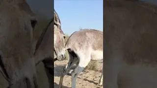 Ghada Virel video #animals #youtubeshorts #donkey