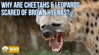 Fierce African Predator: Watch the Brown Hyena Take on Lions and Wild Dogs