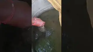 Feeding of Murrel|Snake head Culture|Habituating Pellet feed.